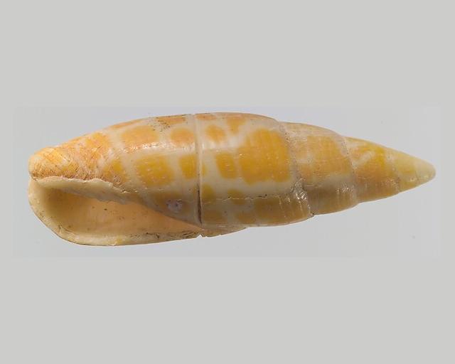 Shell