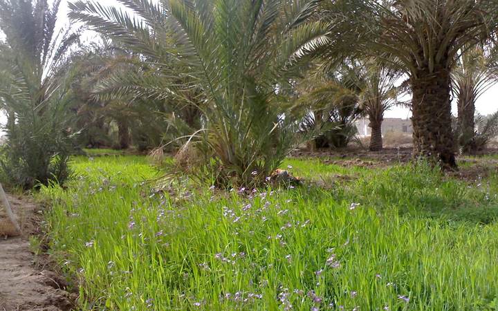 القرنة وشجرة آدم 2